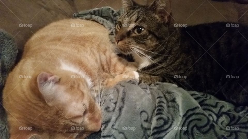 Grady is keeping warm with his brother (Whitey )  which now they share a couple of blankets, to be warm