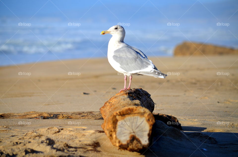 seagull