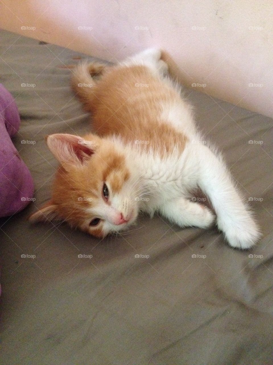 Orange tabby kitten