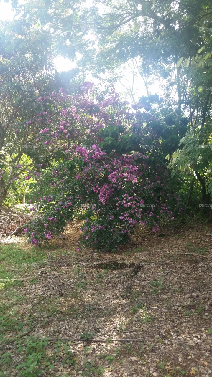 jardim