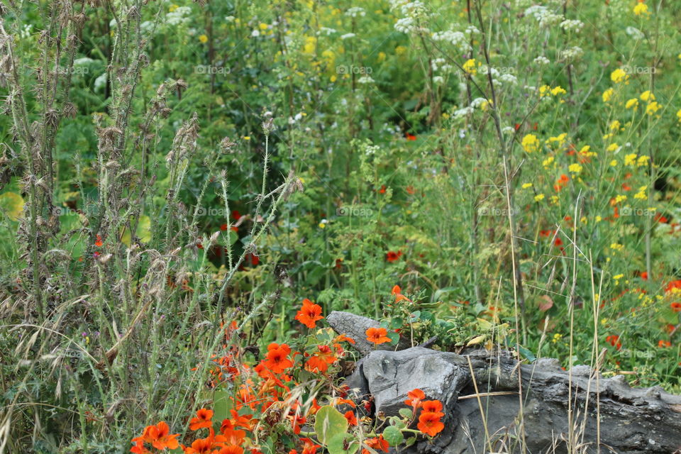 Coastal wildflowers