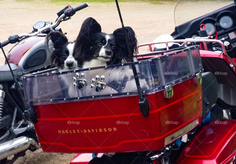 Papillon dogs in a motorcycle pack box, comfortable journey