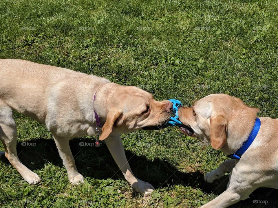 Dogs Playing Tug