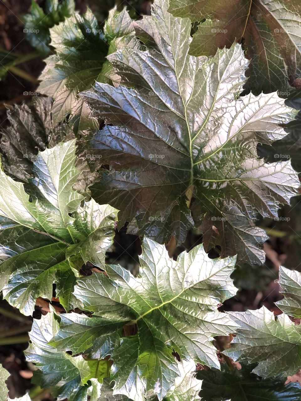 Hojas Plantas Brillantes Leaf verdes