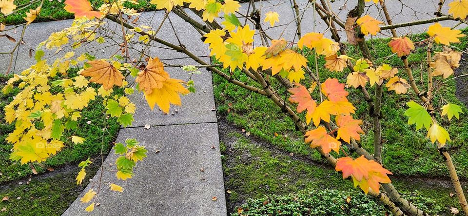 cascading orange and yellow leaves above a sidewalk in Oregon on an Autumn afternoon