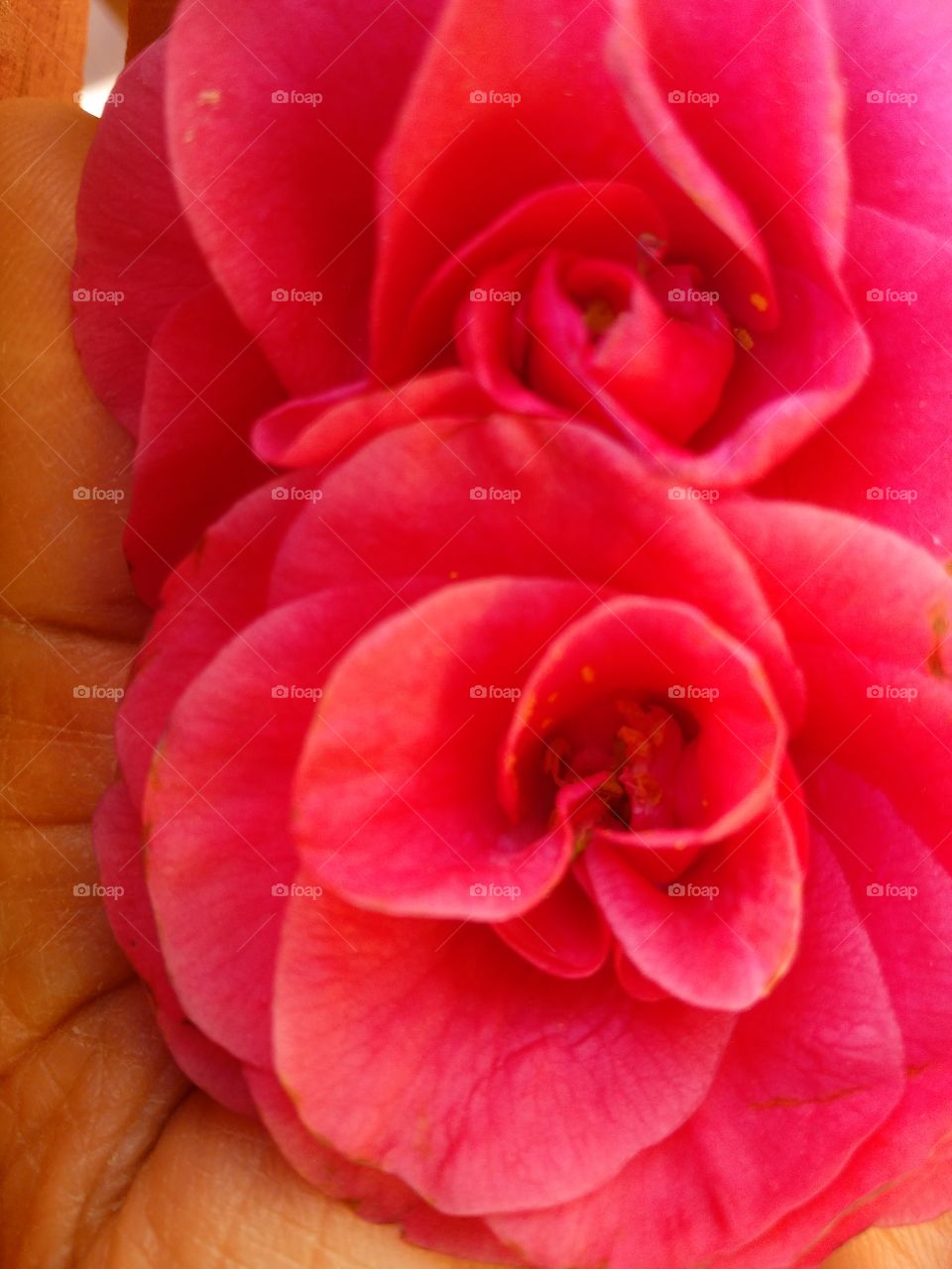 pink camellia