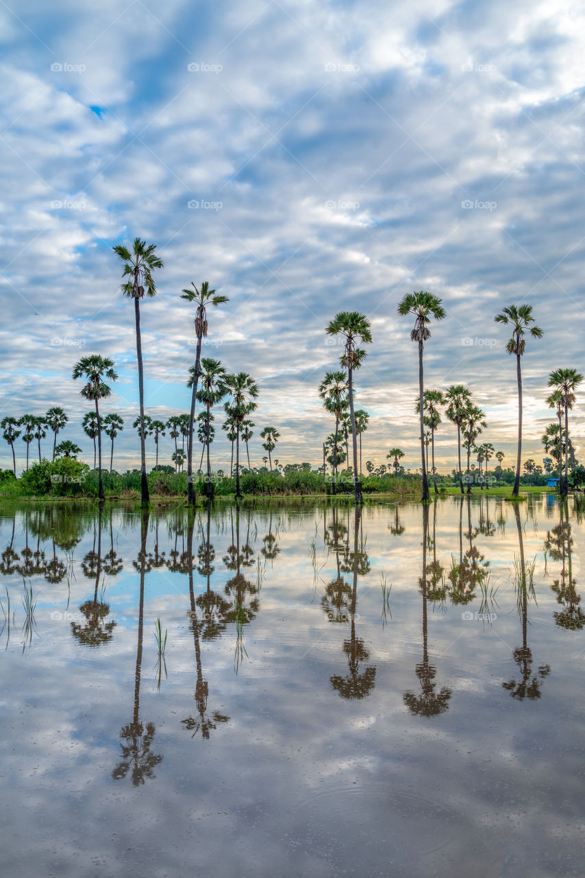Beautiful sugar plam and reflection in the morning