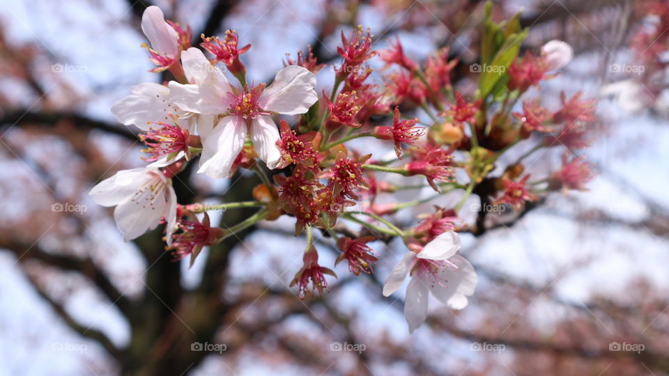 Flower, Nature, Cherry, Leaf, No Person