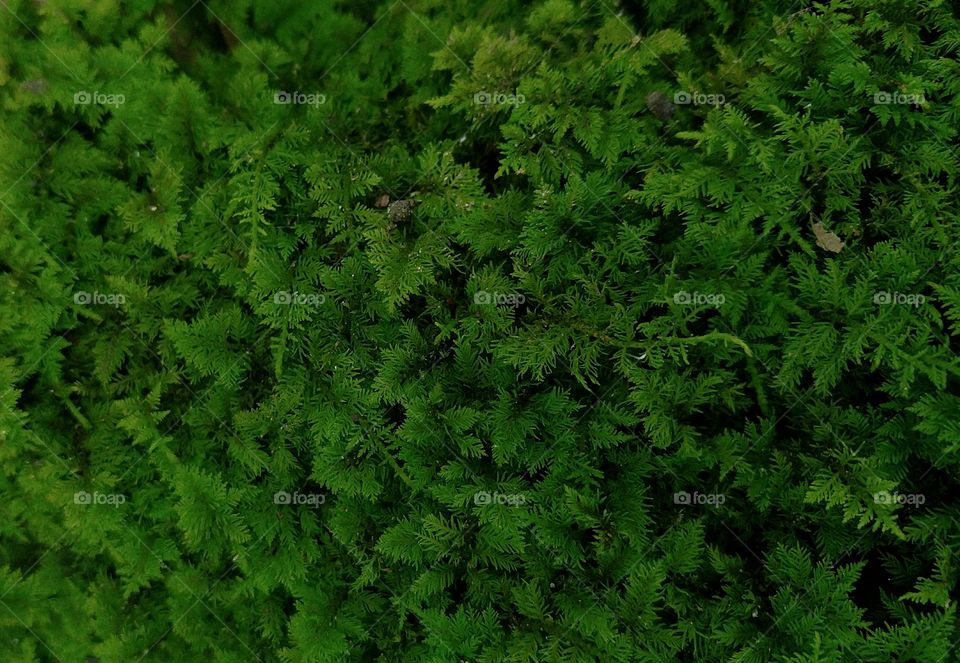 Forest moss