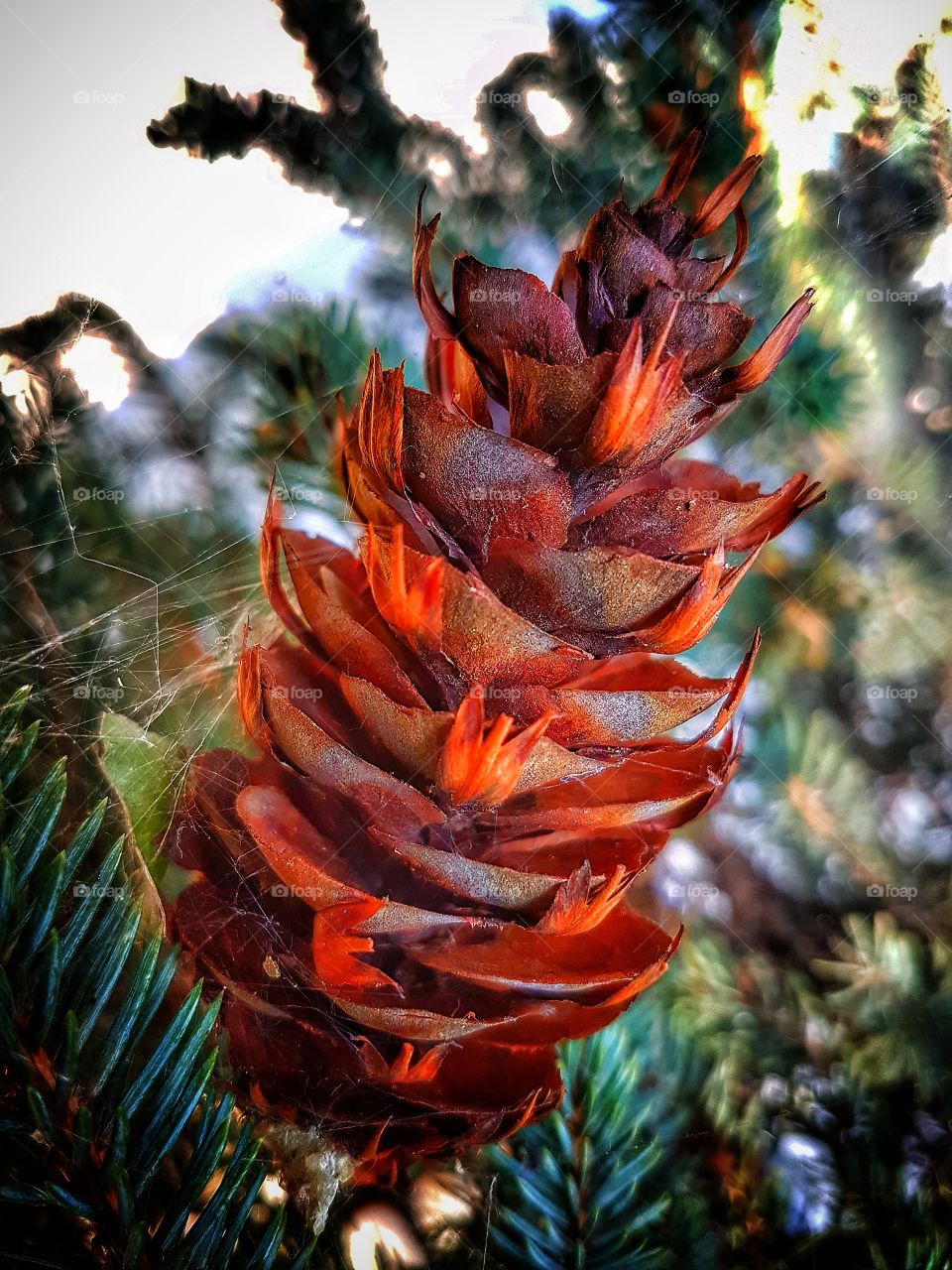 Pine cone.
