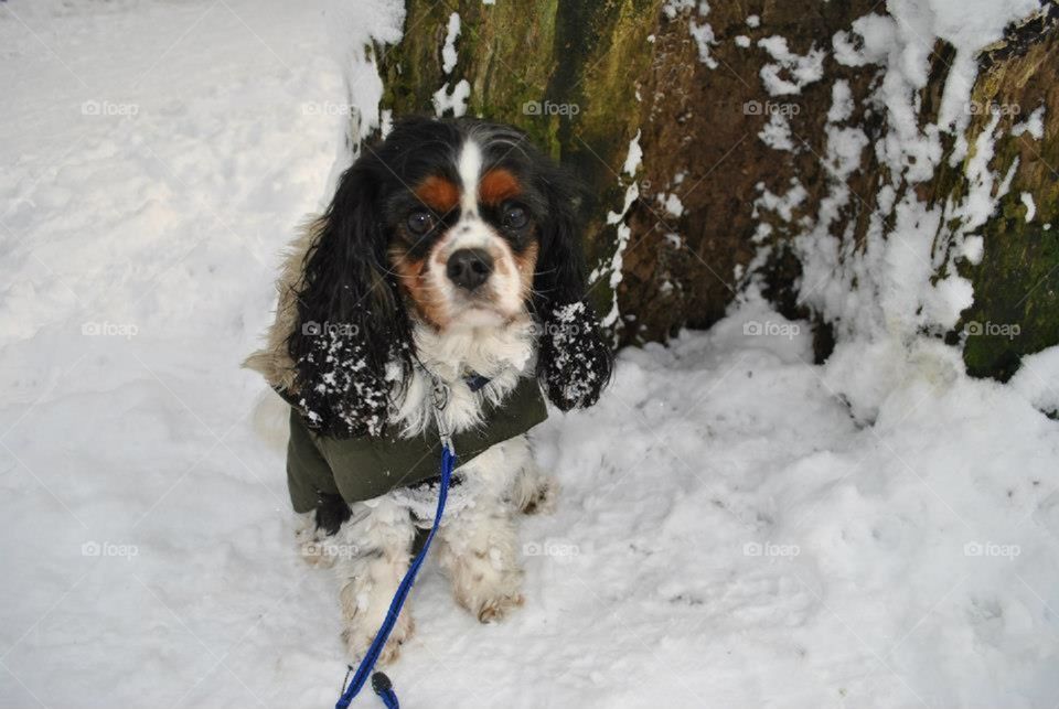 Walter sits by his favourite tree on a snowy day. His coat keeps the bitter wind from chilling him to the bones. 