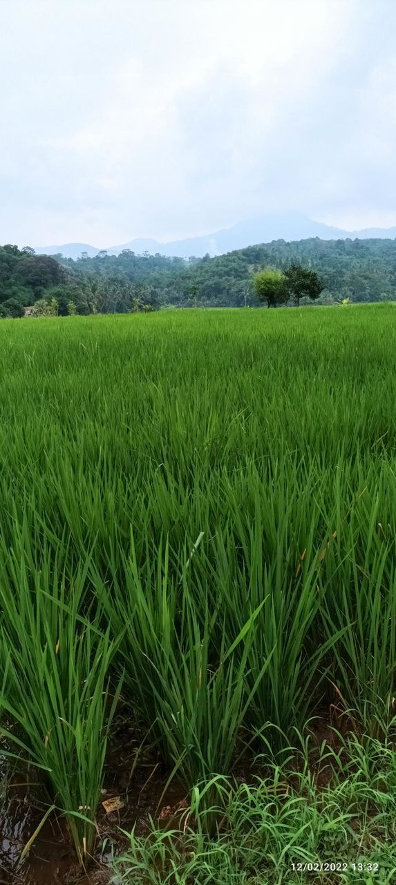 green rice plants in my country