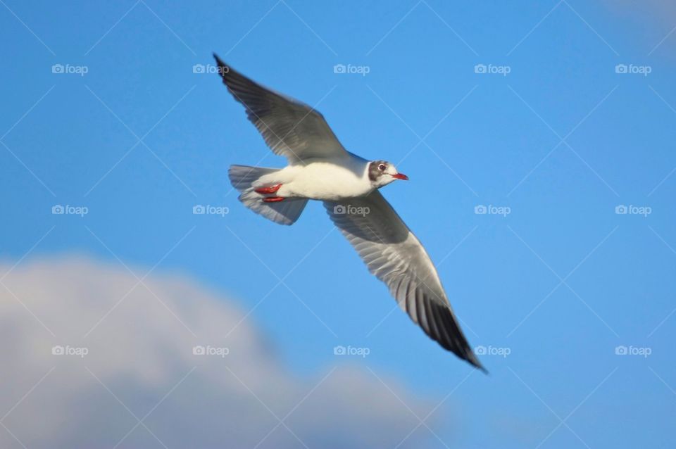 Low angle view of seagull flying against sky