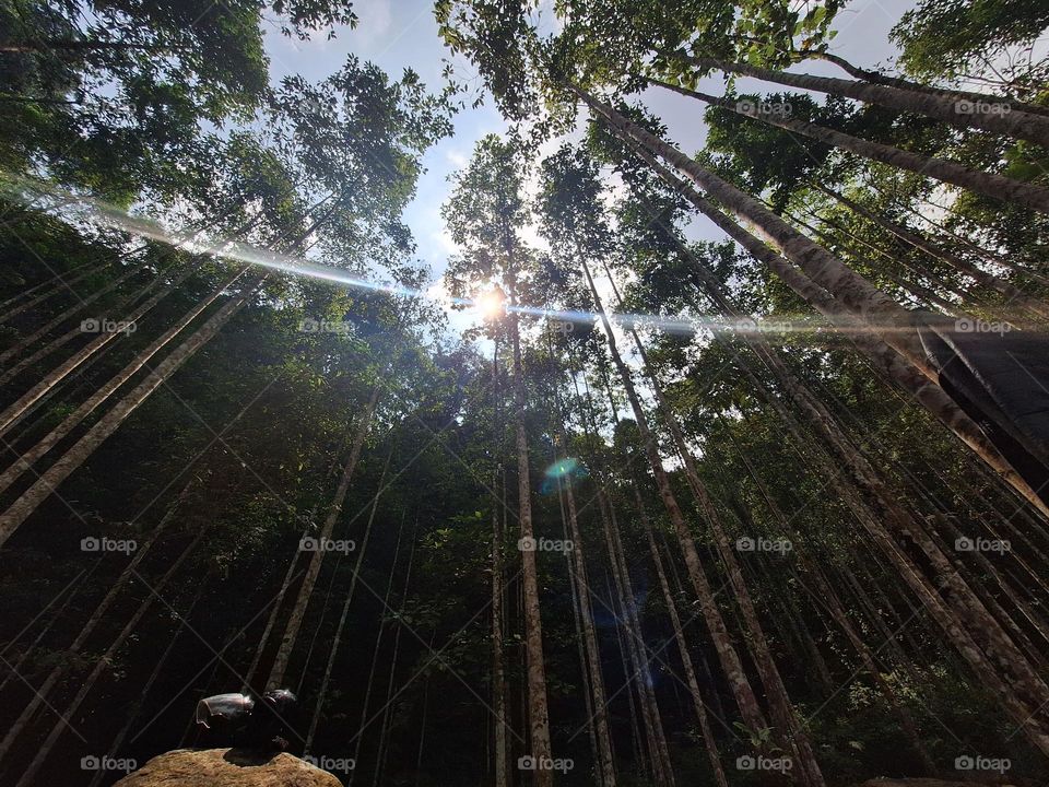sunlight penetrates the pine forest