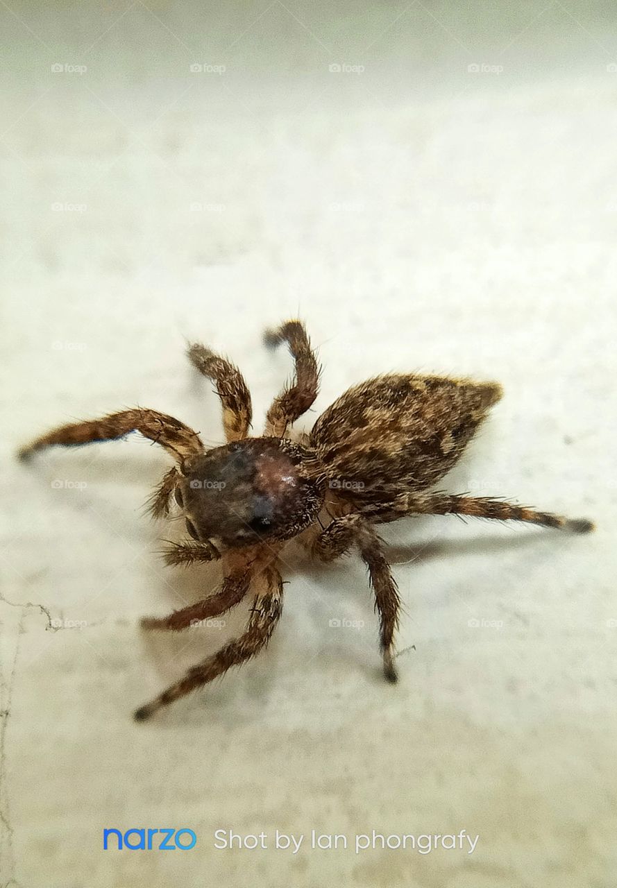 jumping spider