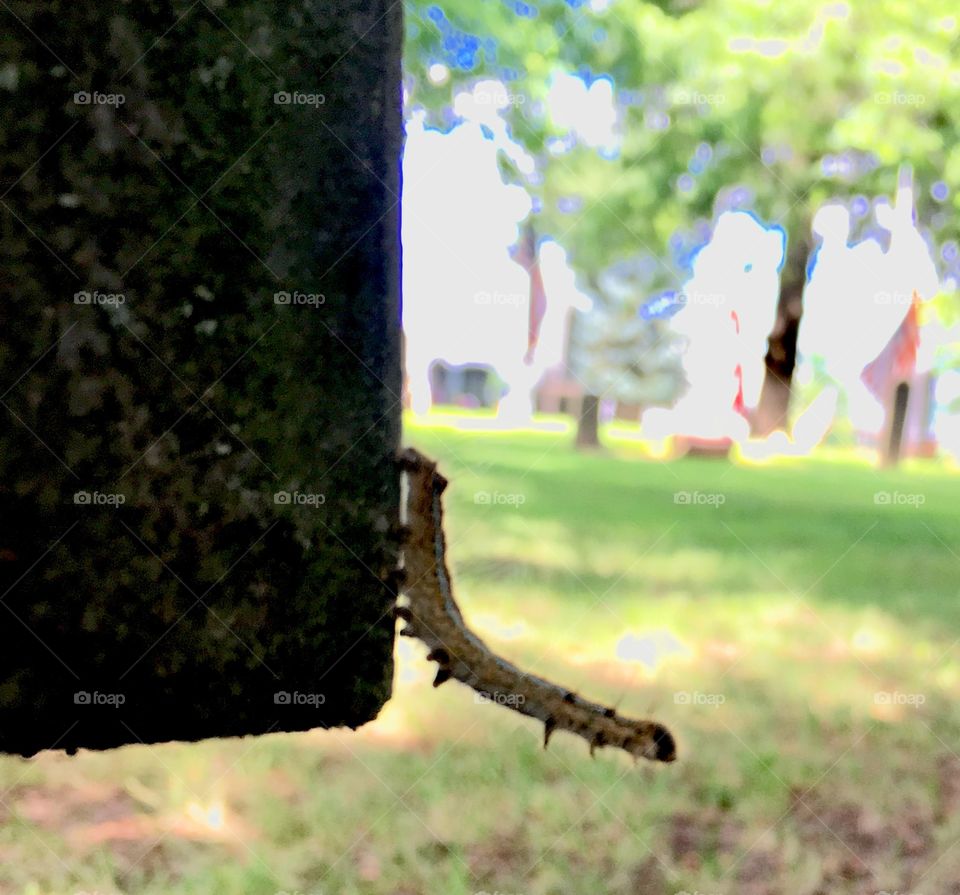 Caterpillar on Headstone 1