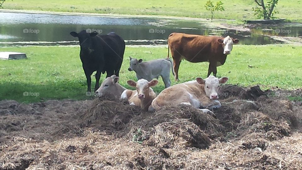 Cows in the Hay