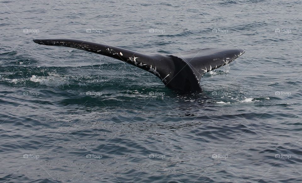Whale tail