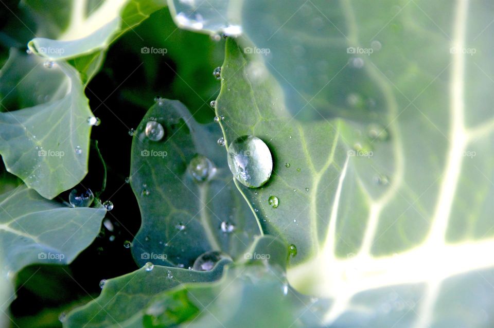 Green leaf in watar drops