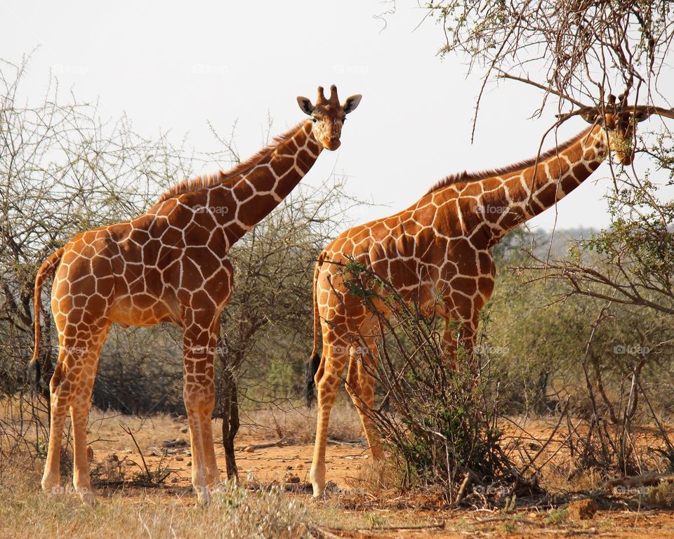 Two wild giraffes checking out their visitors