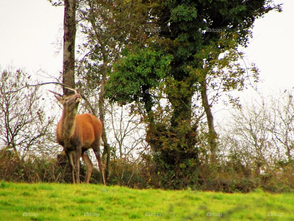 A buck calls out