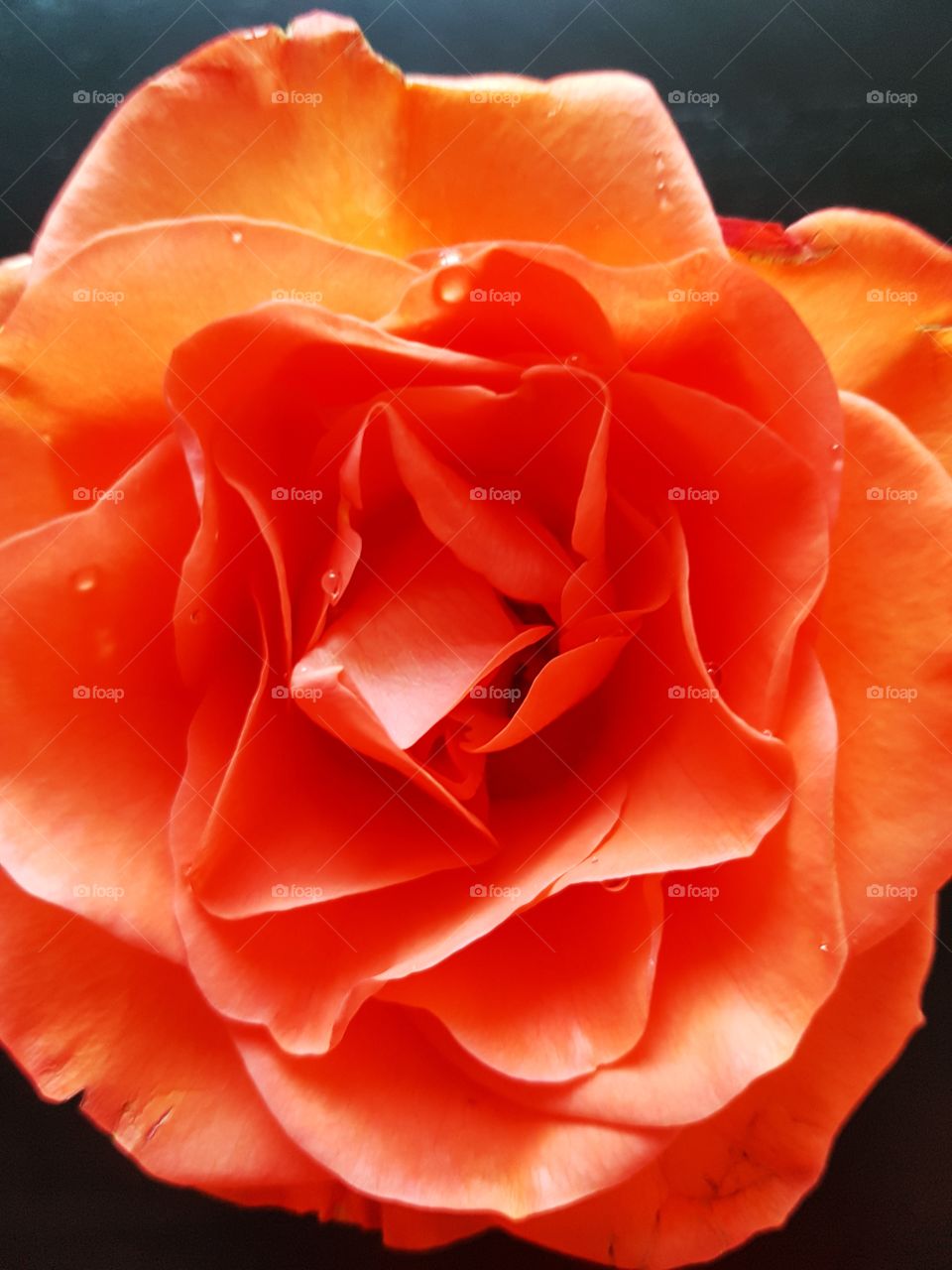 Orange Rose