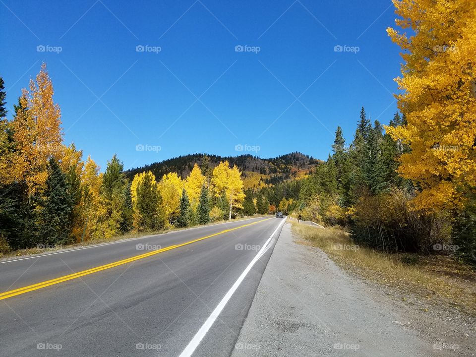 Fall, Road, No Person, Leaf, Wood