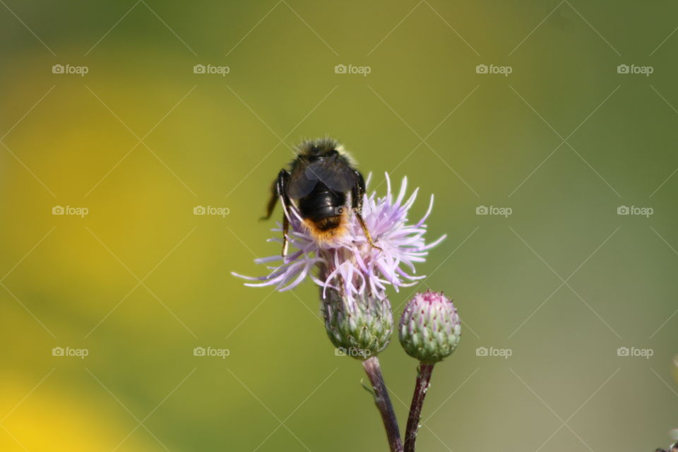 Bumblebee on a flower