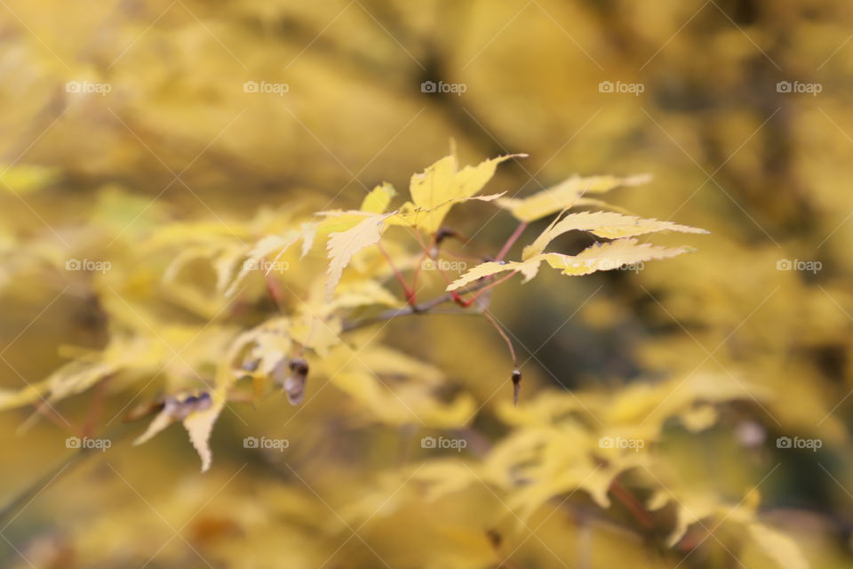 Leaves on tree turned yellow in autumn 