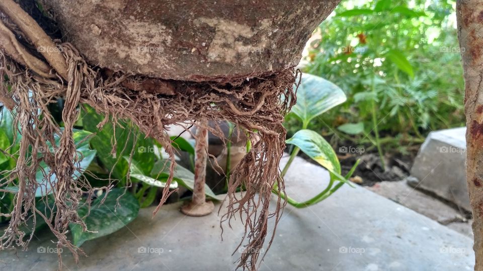 roots broken pot