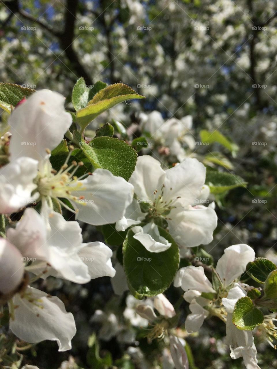 amazing blooming apple tree