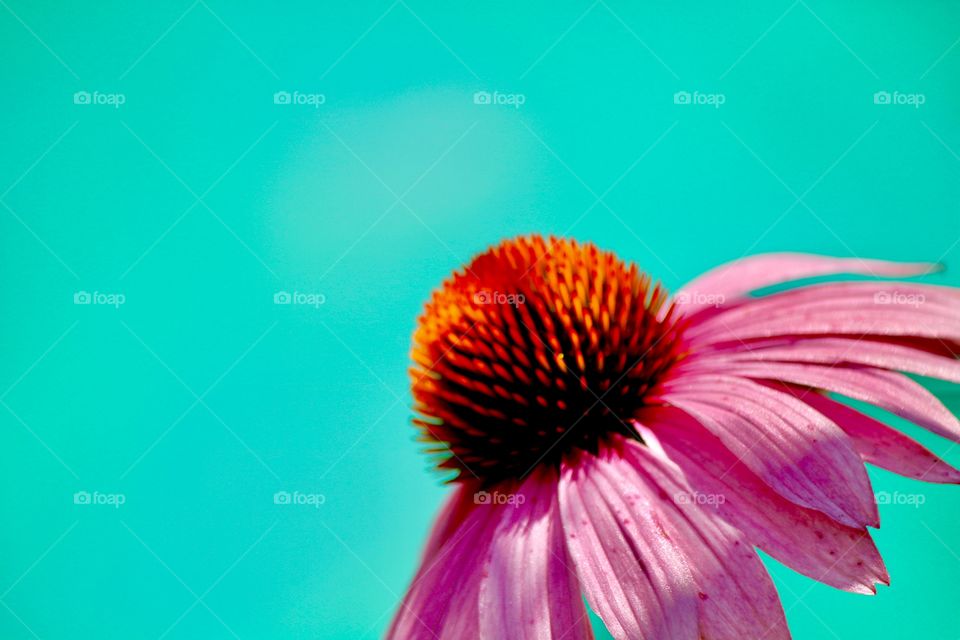 Coneflower by the pool