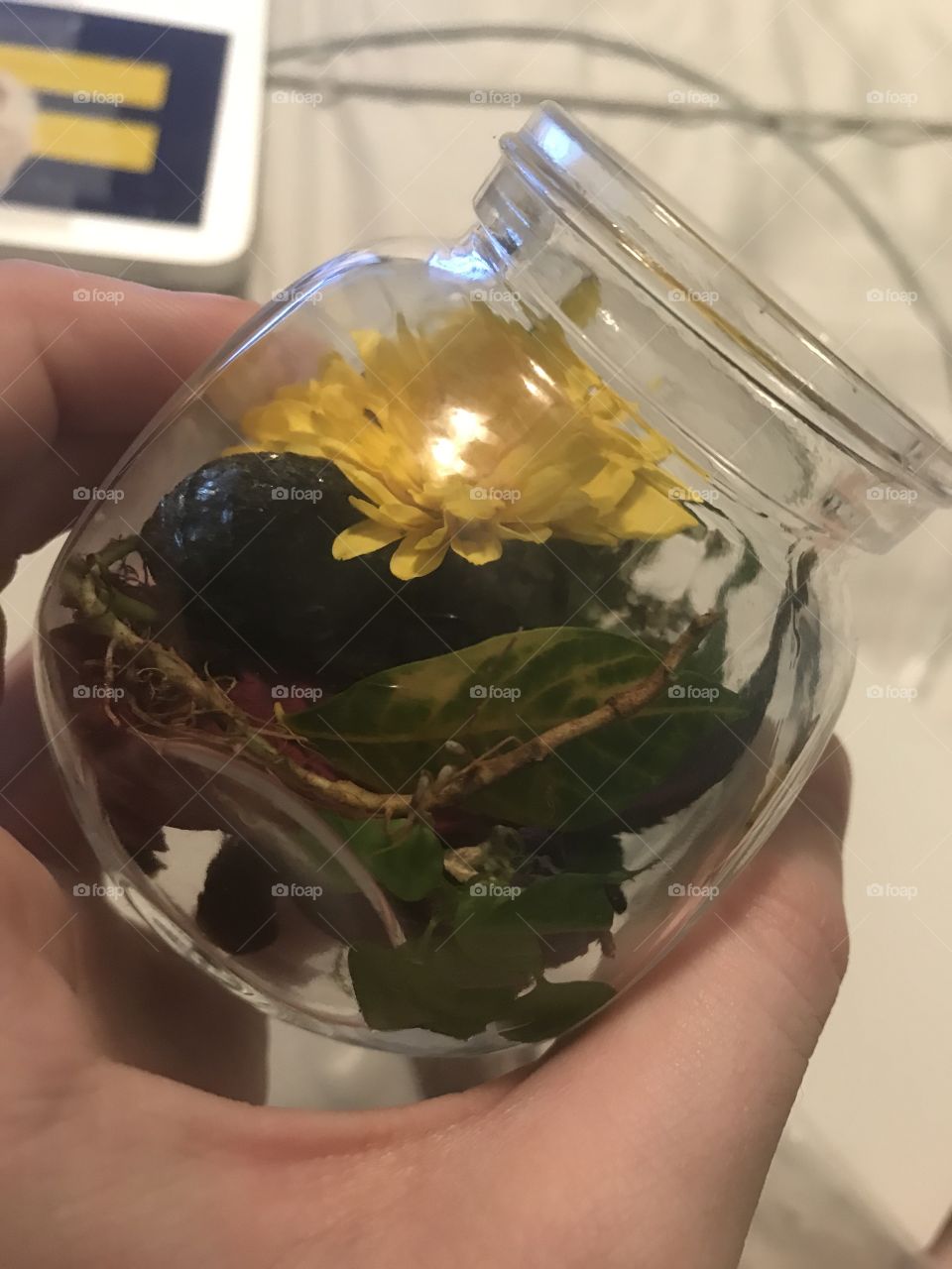 A glass jar full of plant life, leaves, and a single dandelion, with someone holding it