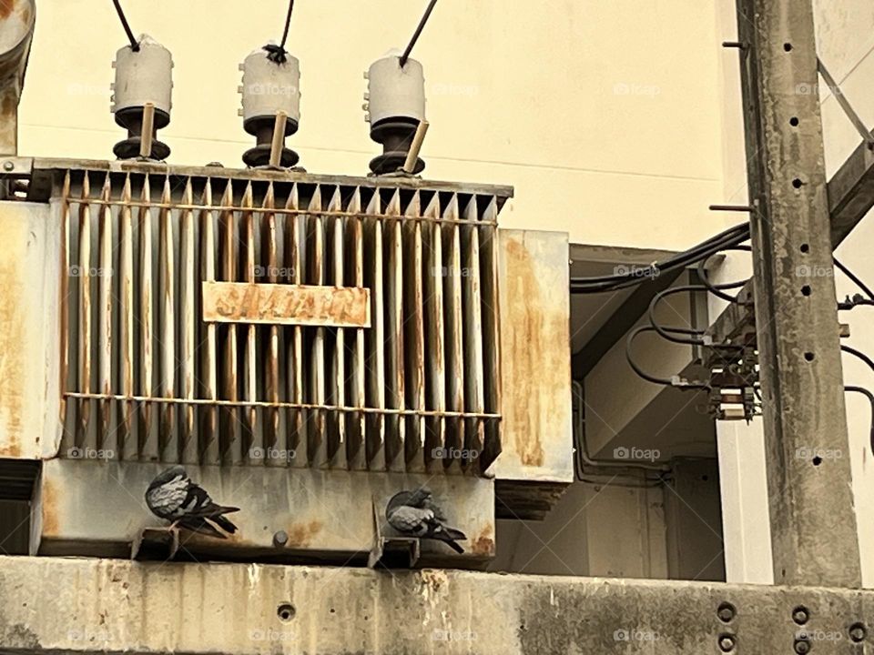 🐦🐝 Birds & Bees- Nature in Motion.