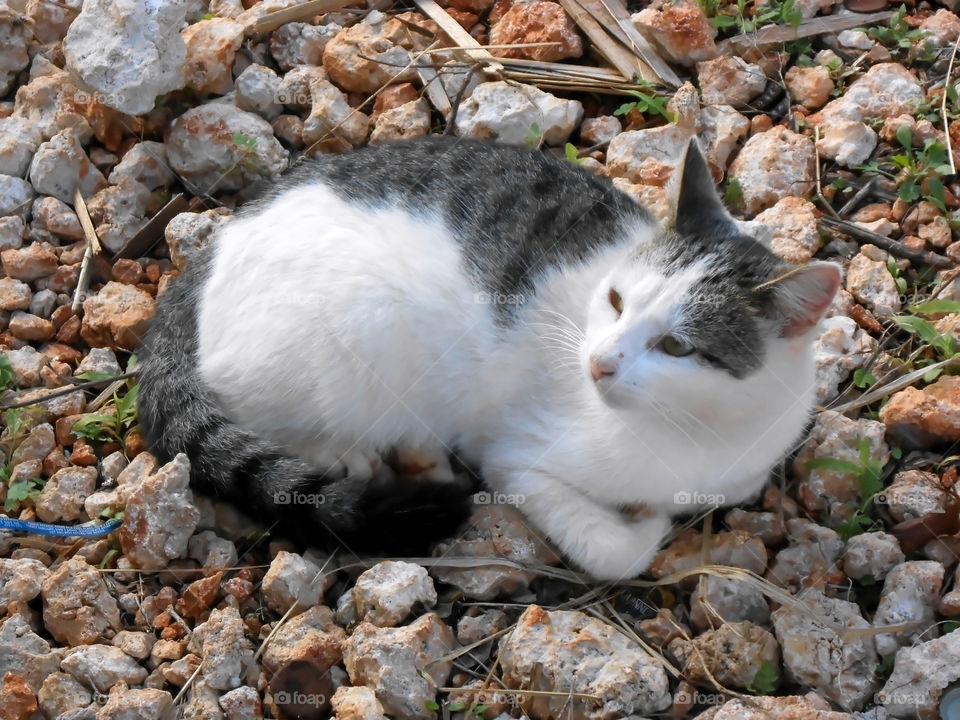 Curled up Cat