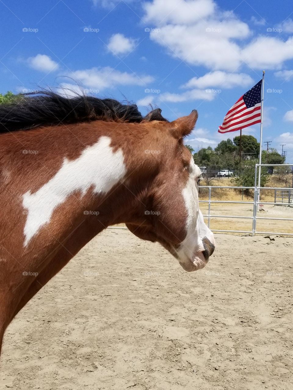 American Paint Horse faces the American flag