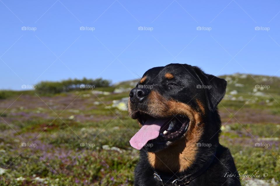 Rottweiler in the mountain in norway