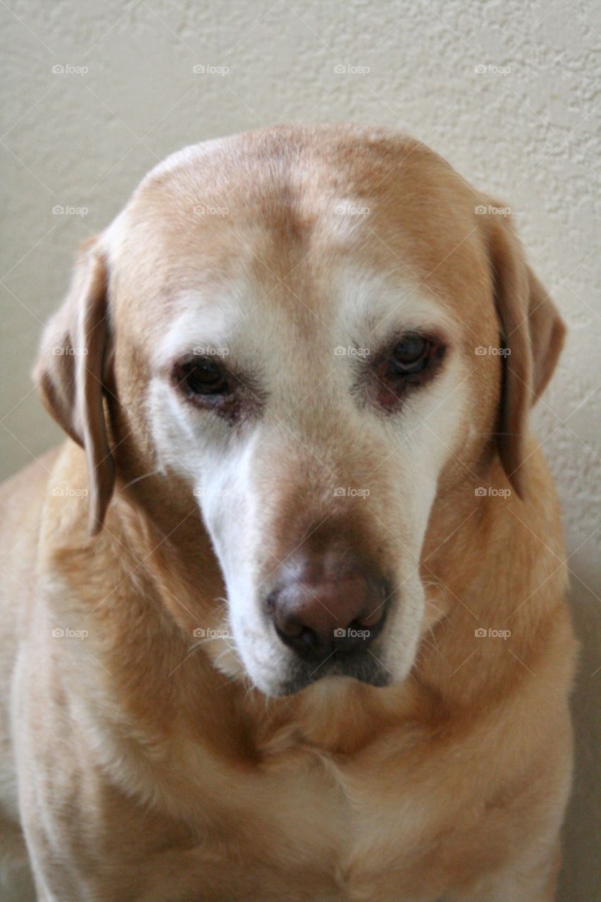 Red Yellow Labrador 