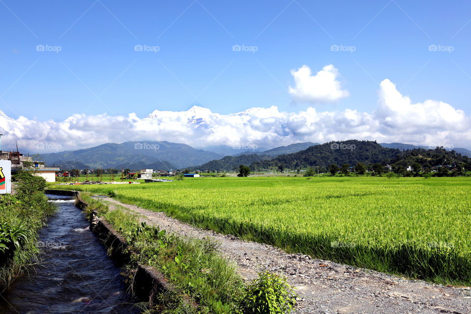 rice field in nepal