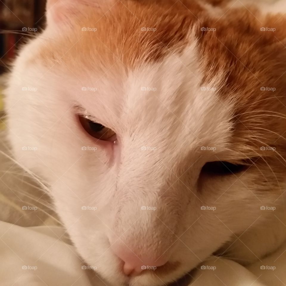 Bedtime. a close-up view of my cat, Meester Danger