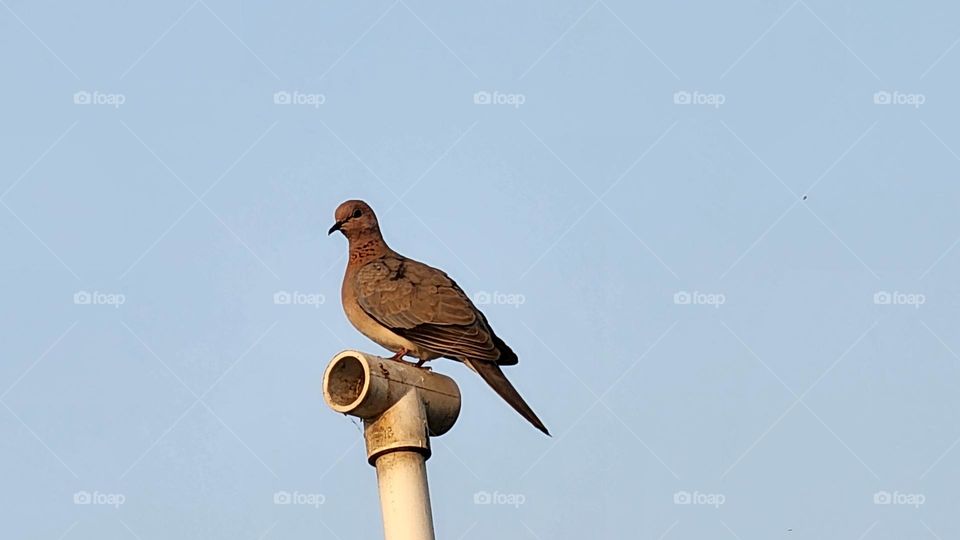 Laughing dove