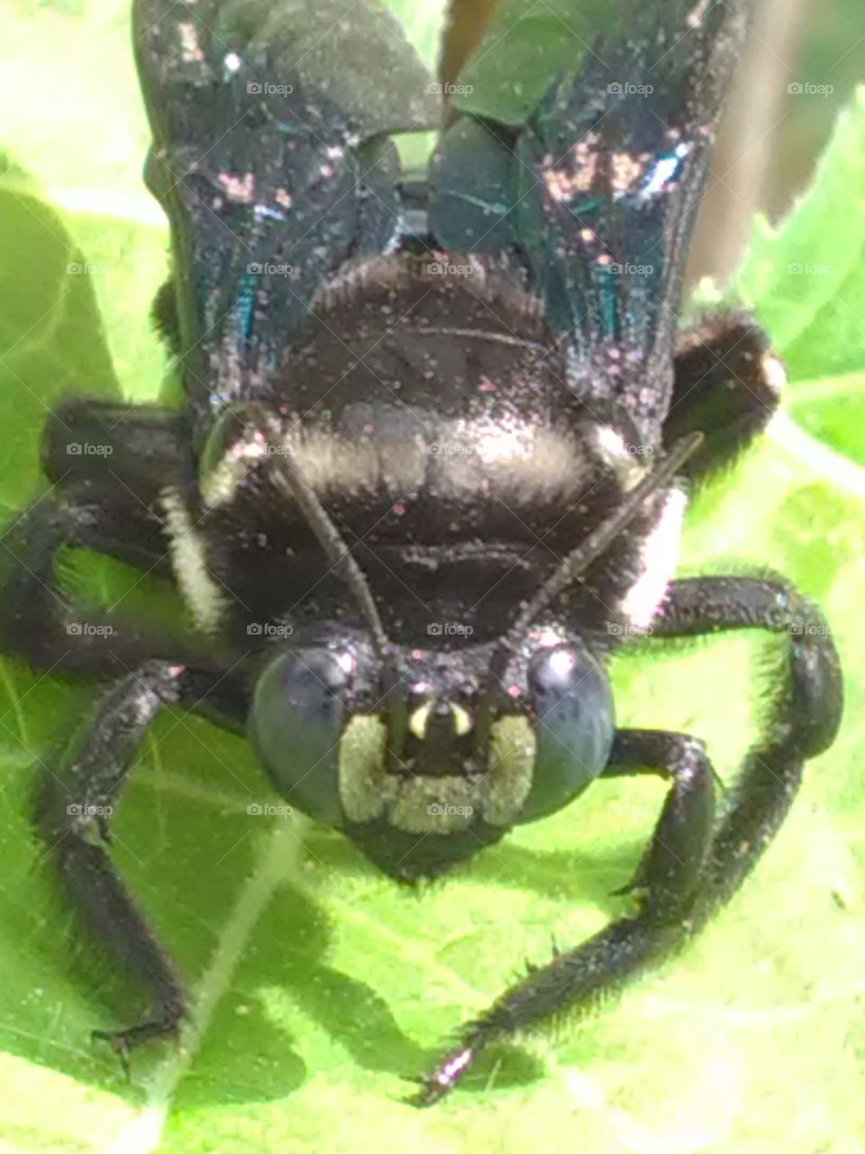 Housefly take a frunt photo shoot.