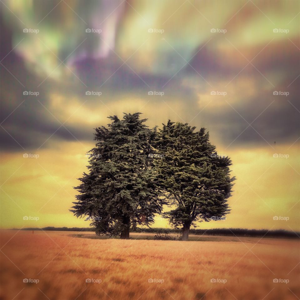 Yew tree in wheat field