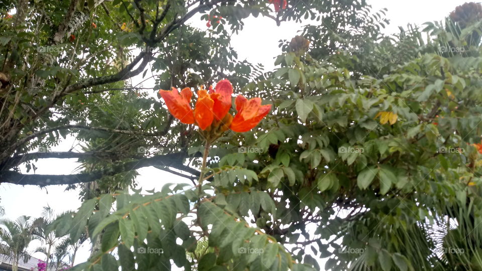 FOLHAS FLORES GALHOS ÁRVORES