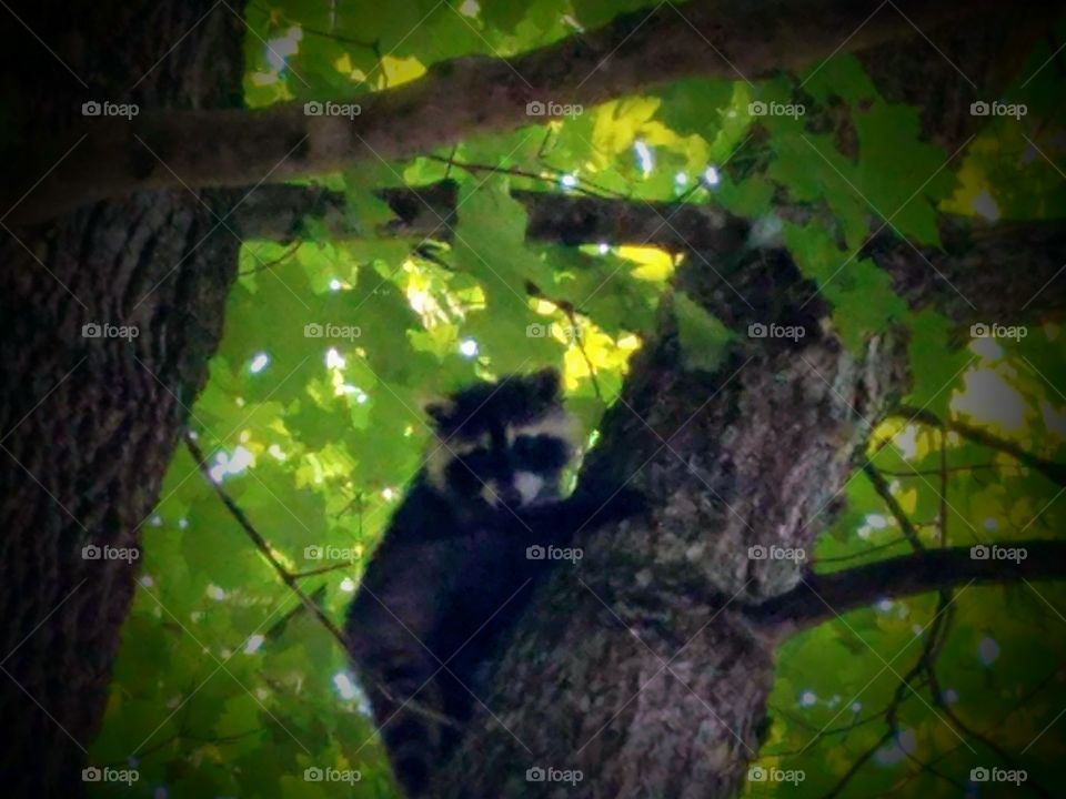 Baby racoon in a tree