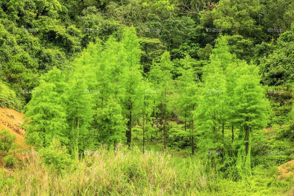 The Vibrant Color Of these Trees caught my Interest to compose and Image reflects about the Importance of Natures in our surroundings..