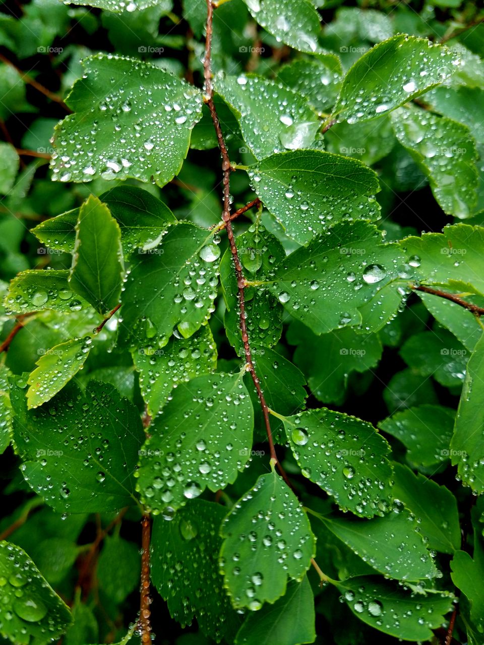 green leaves cover with waterdrops.