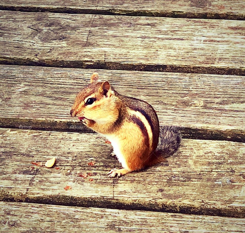 Cute Chipmunk