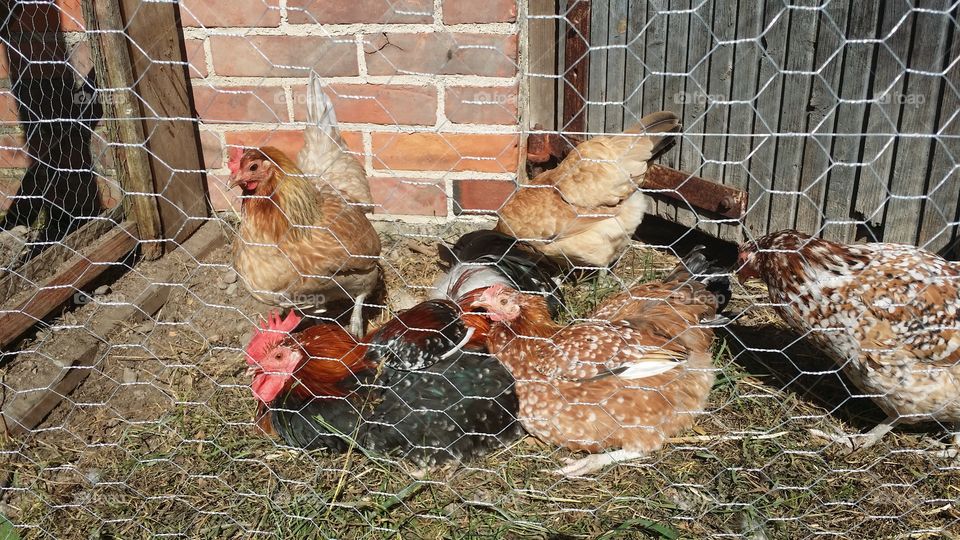Chickens sunbathing