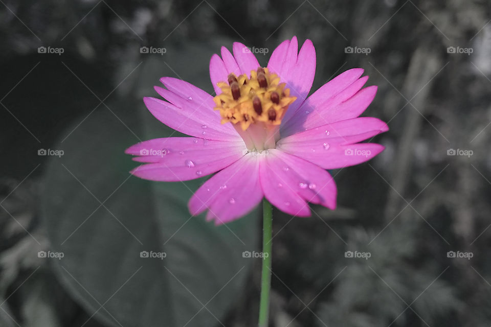 Focus for flower's color